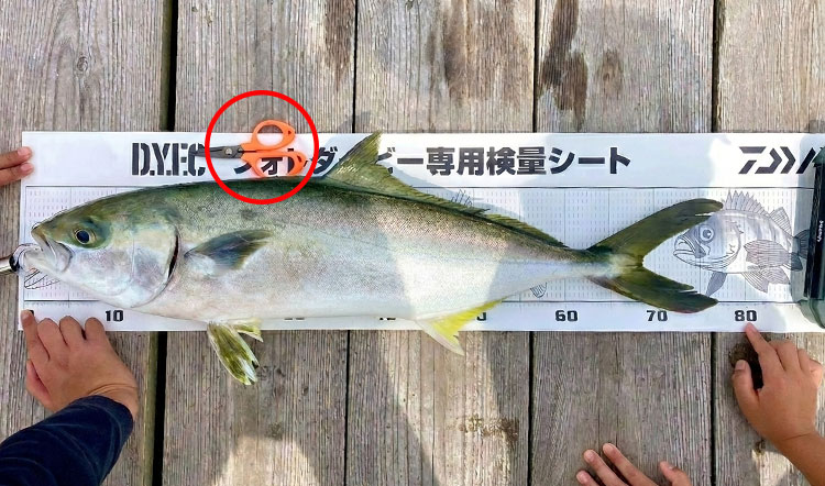 検量シートに魚の写真