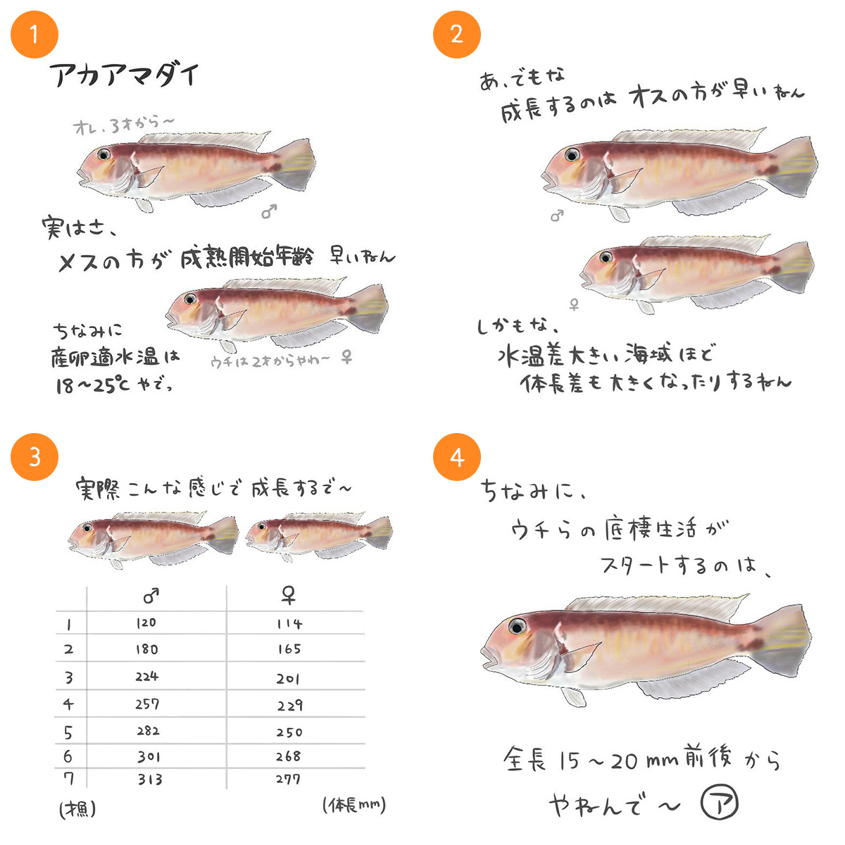 アカアマダイ