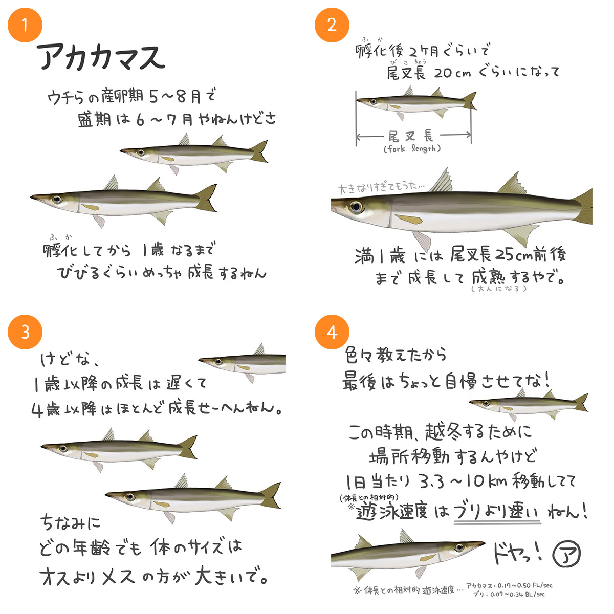 アカカマス