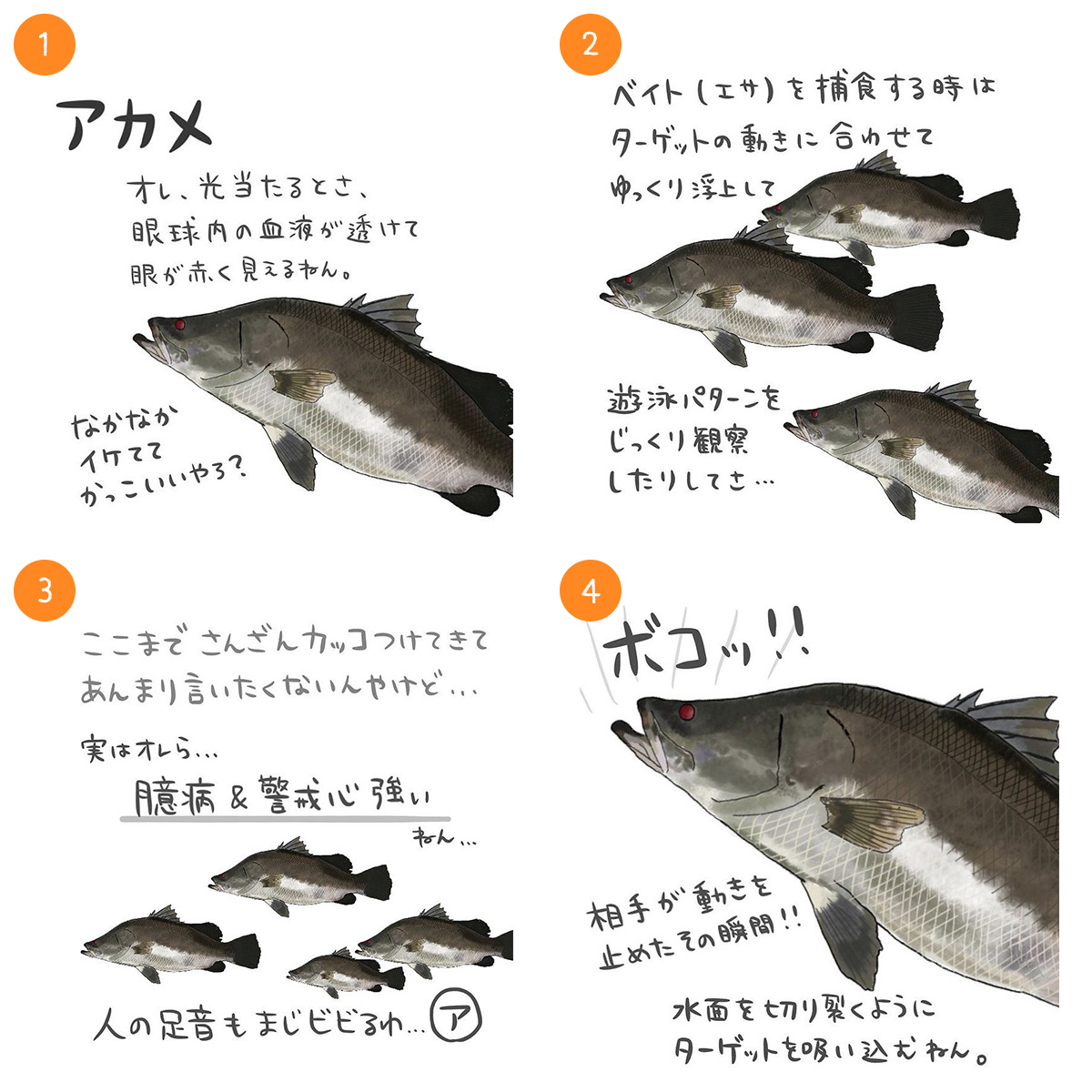 アカメ