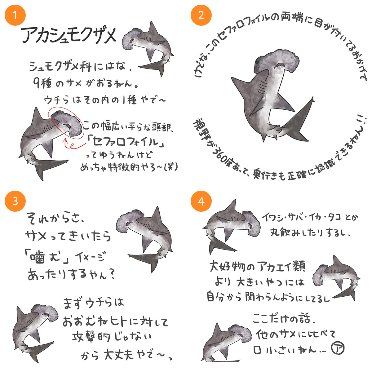 アカシュモクザメ