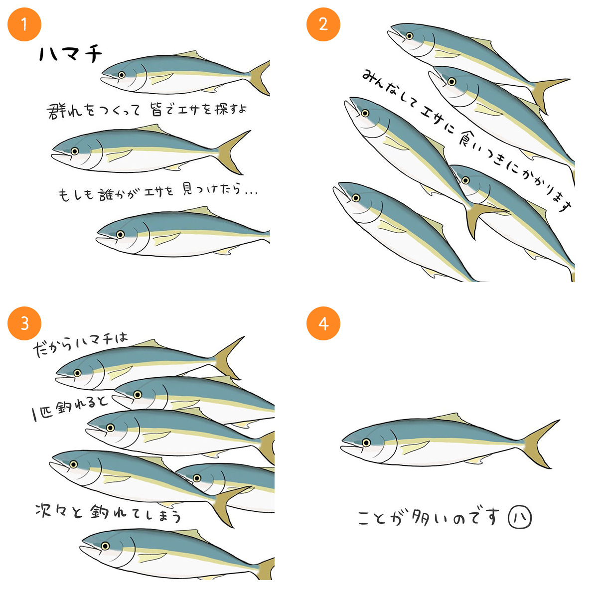 ハマチ