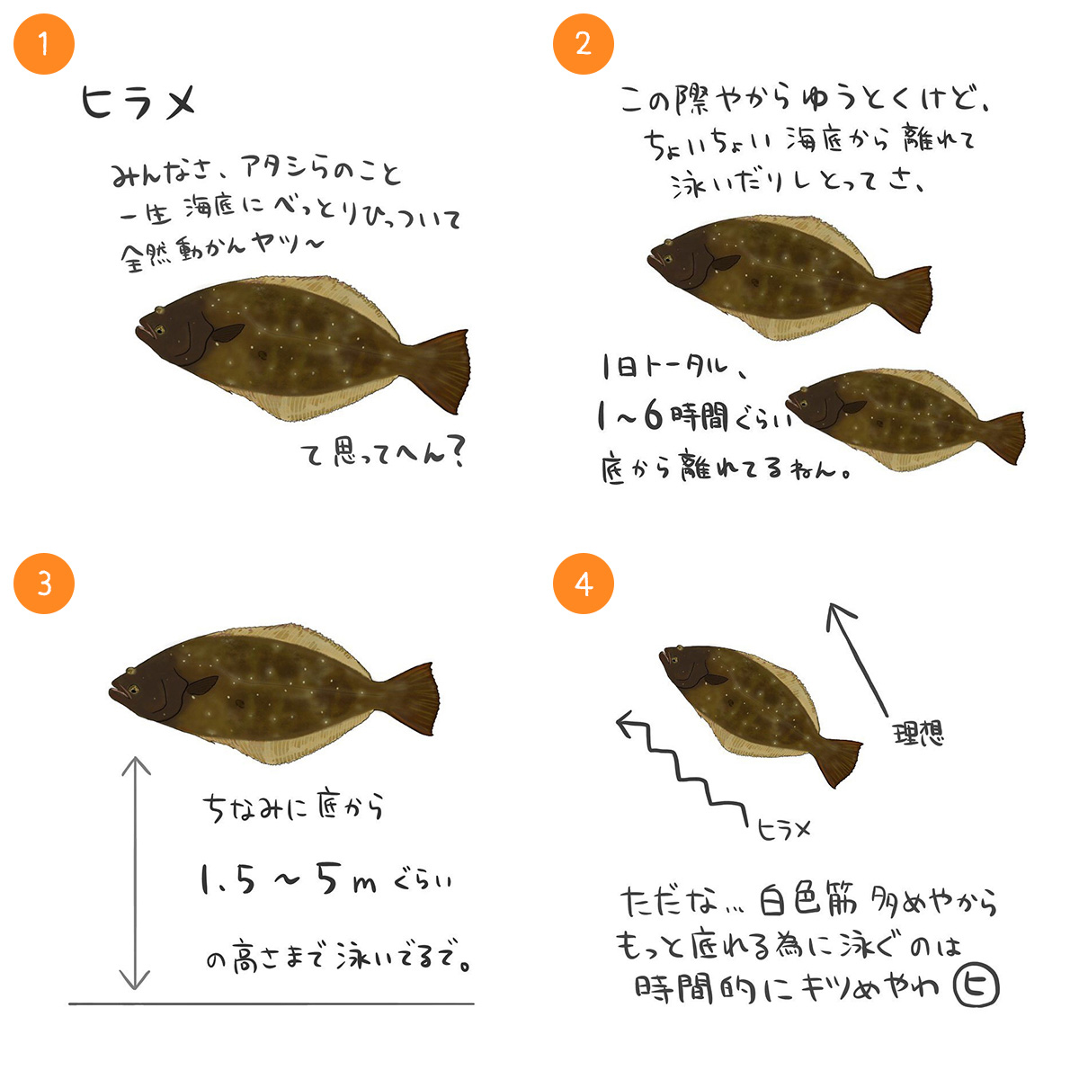 ヒラメ