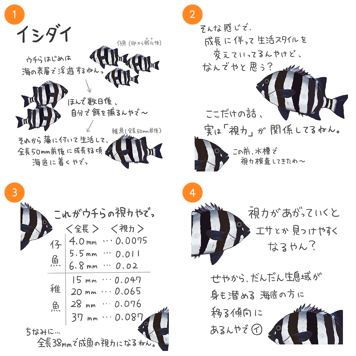 イシダイ