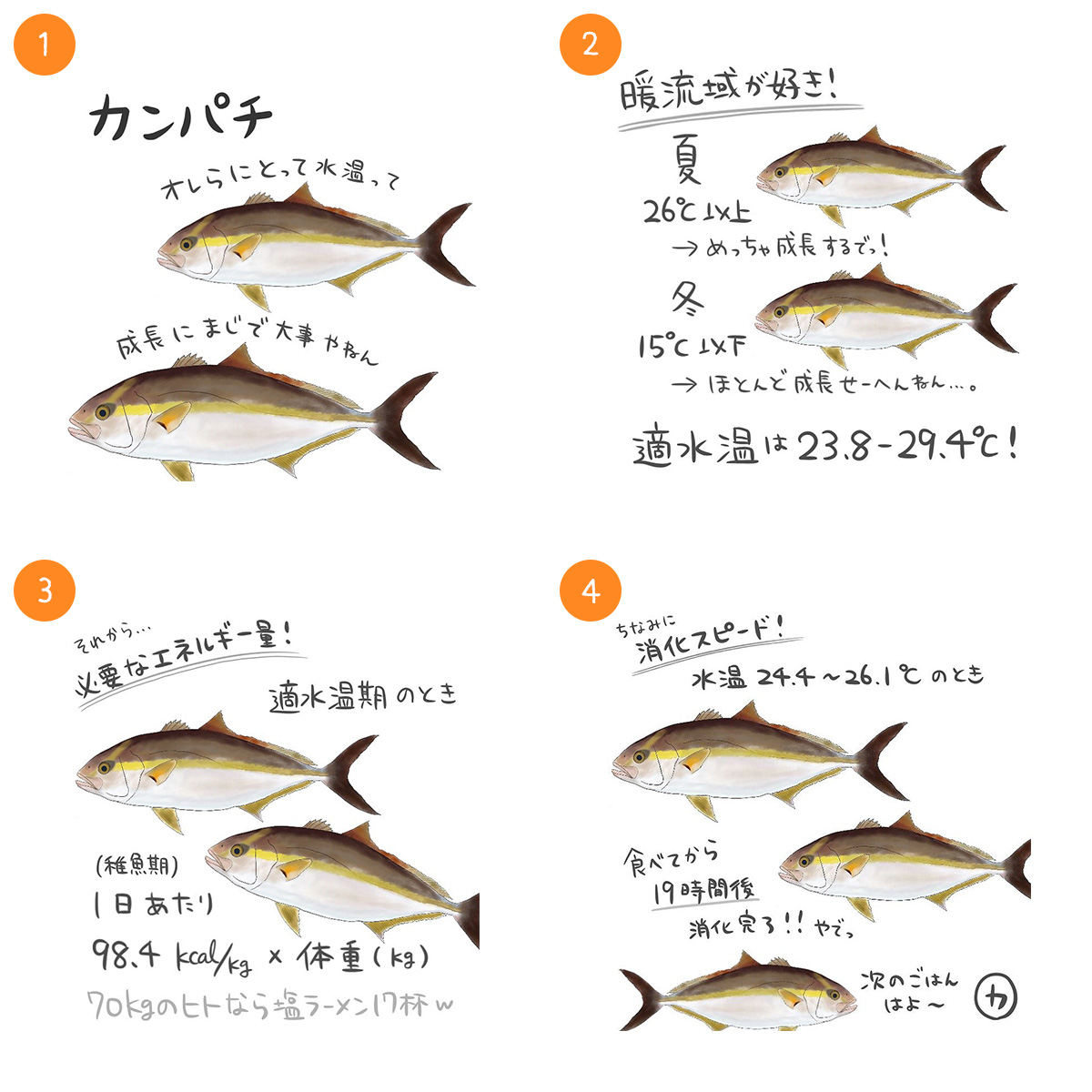 カンパチ