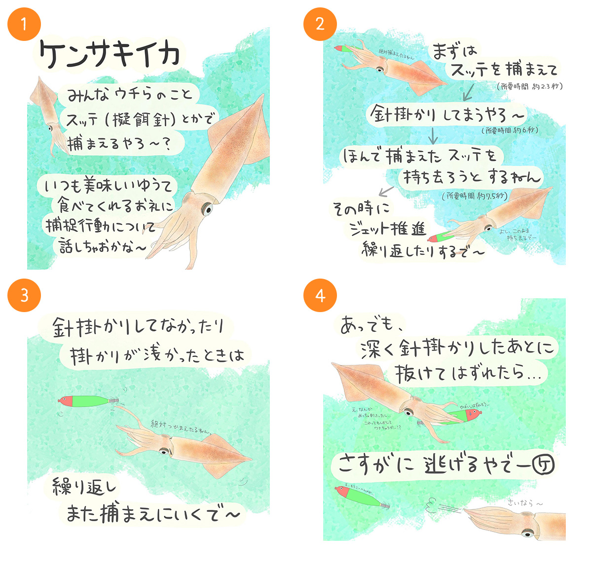 ケンサキイカ
