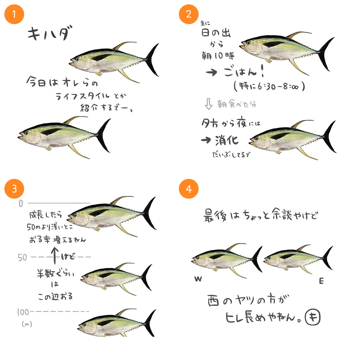 キハダ