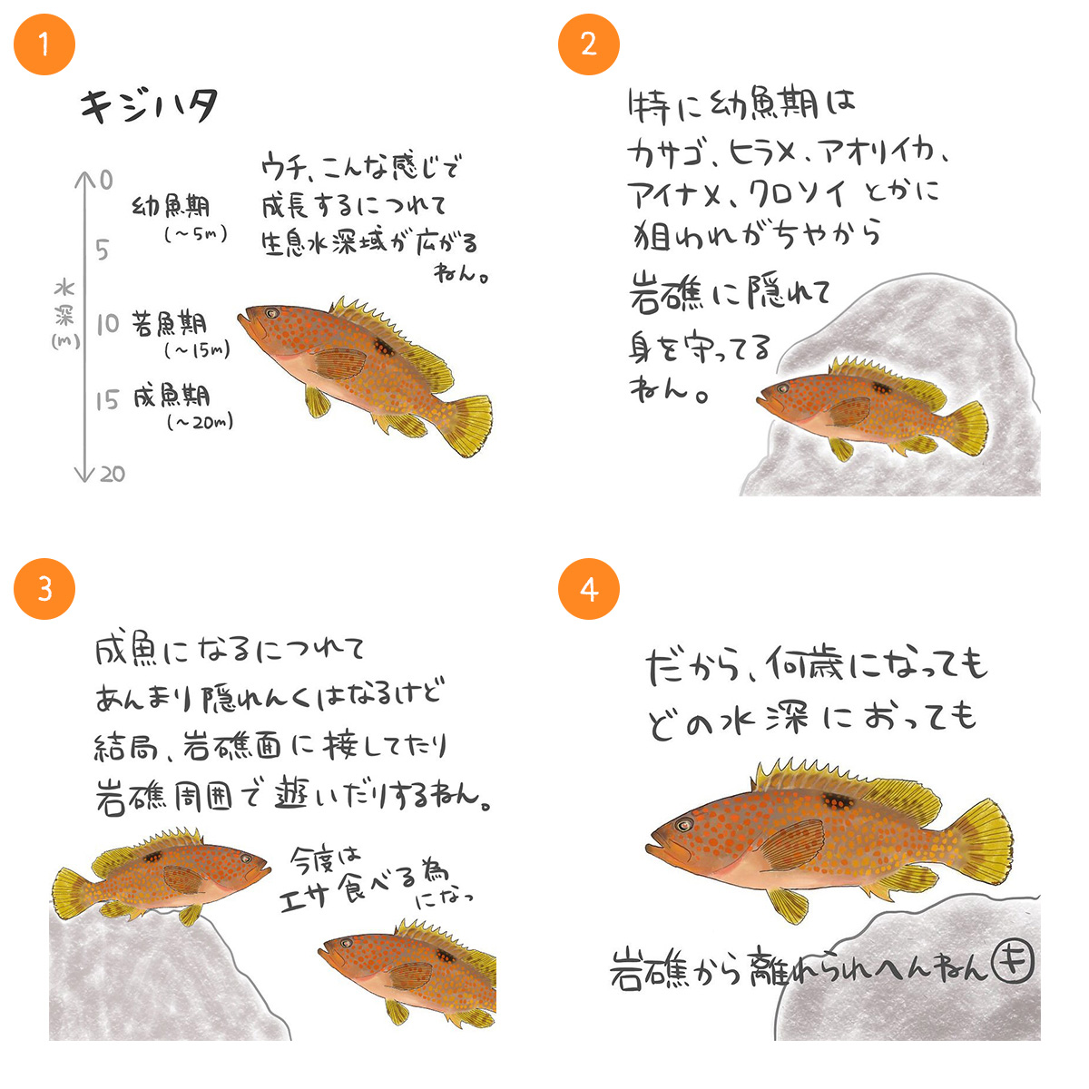 キジハダ
