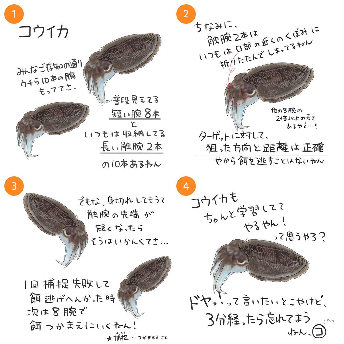 コウイカ