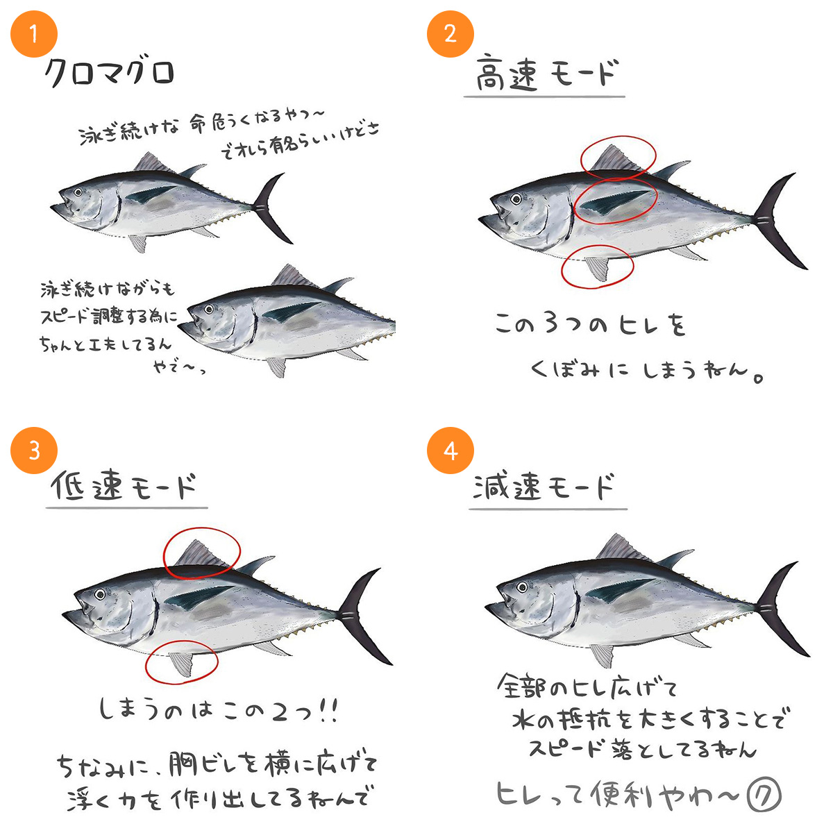 クロマグロ