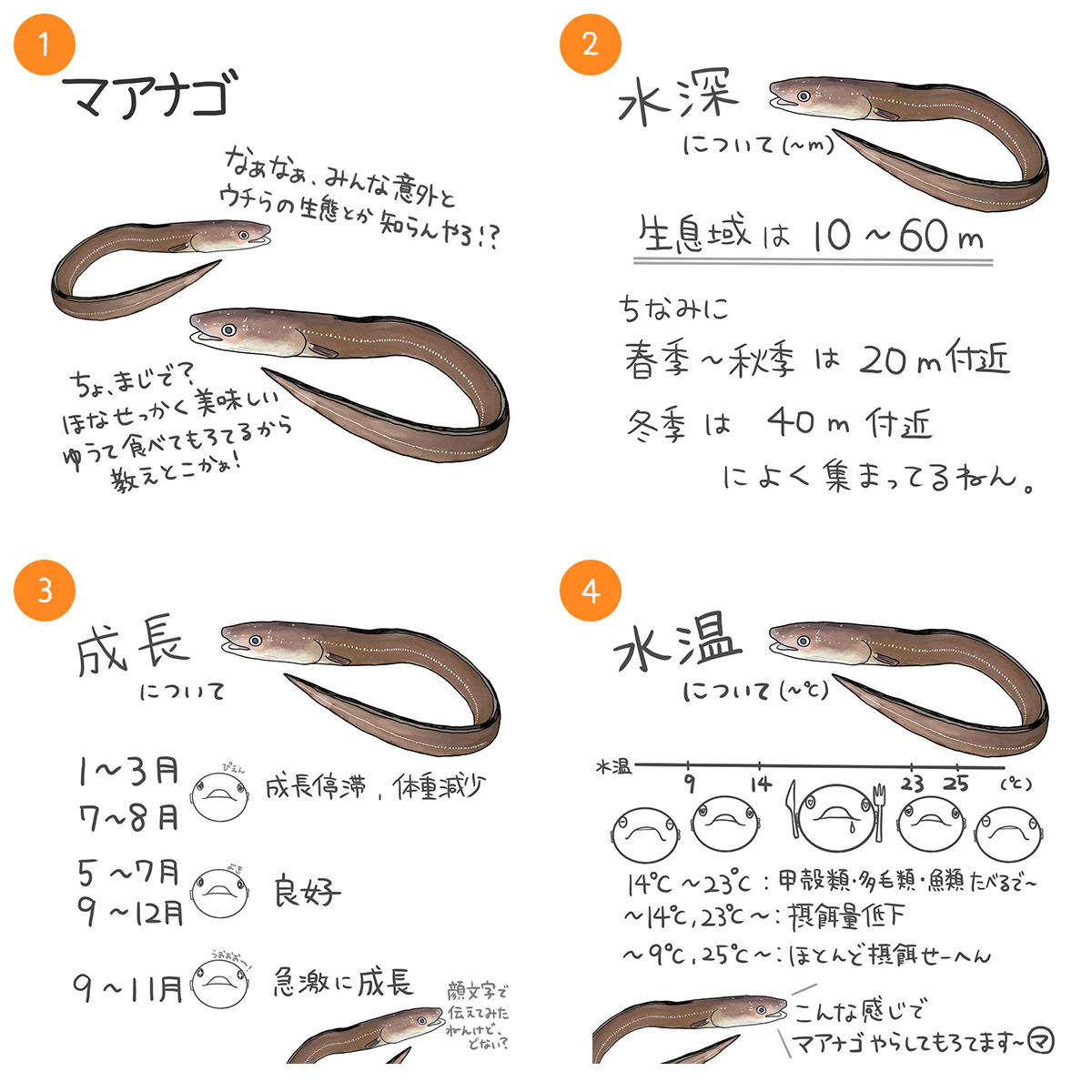 マアナゴ