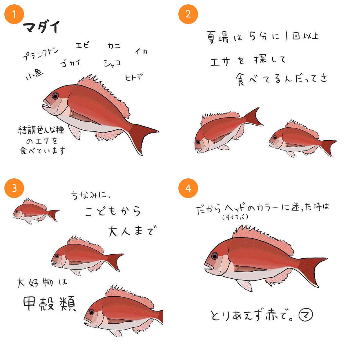 マダイ