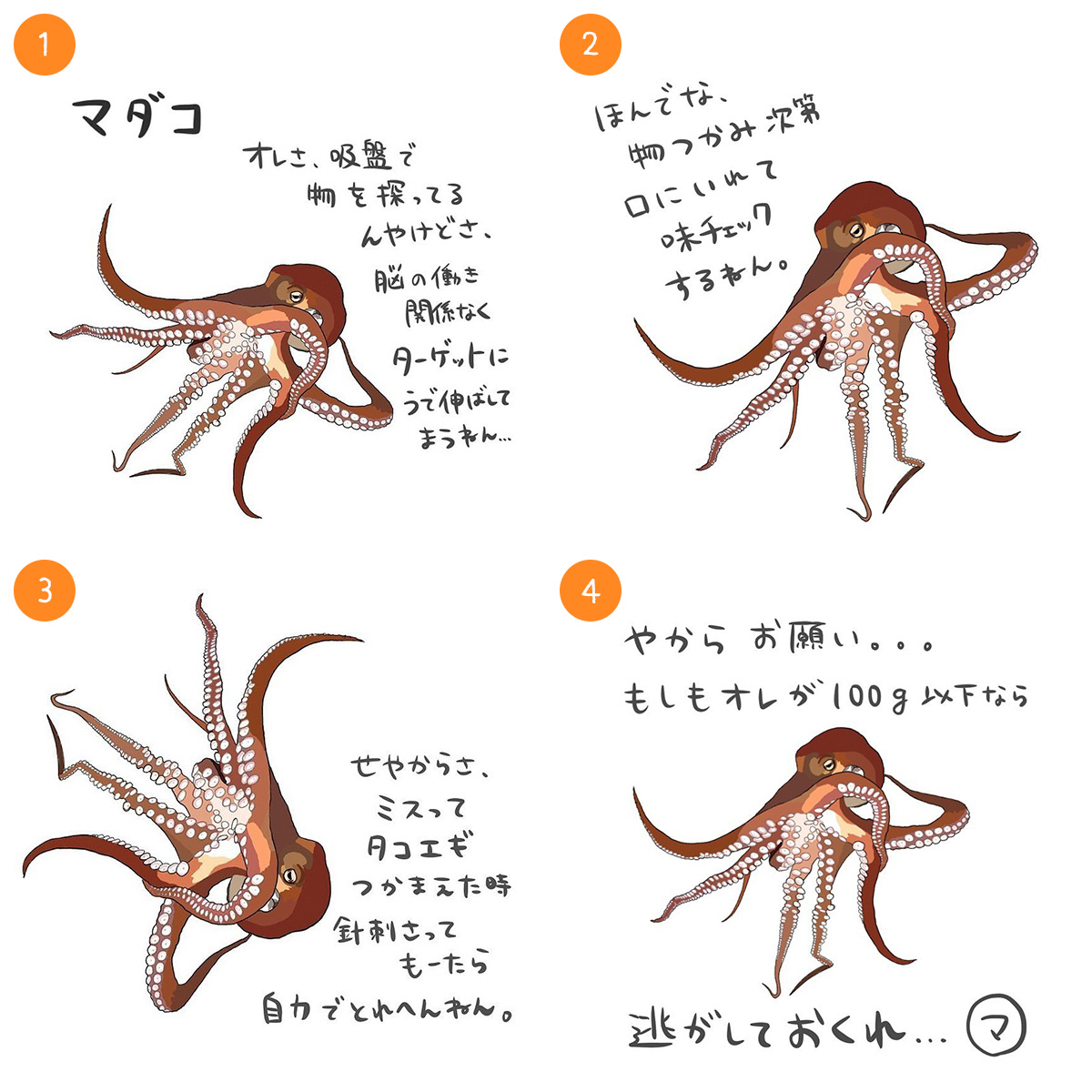 マダコ