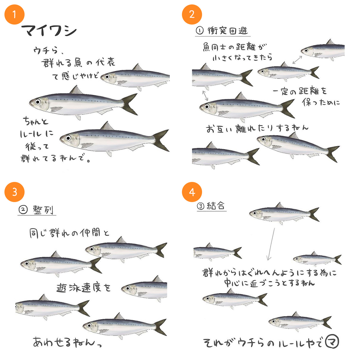マイワシ