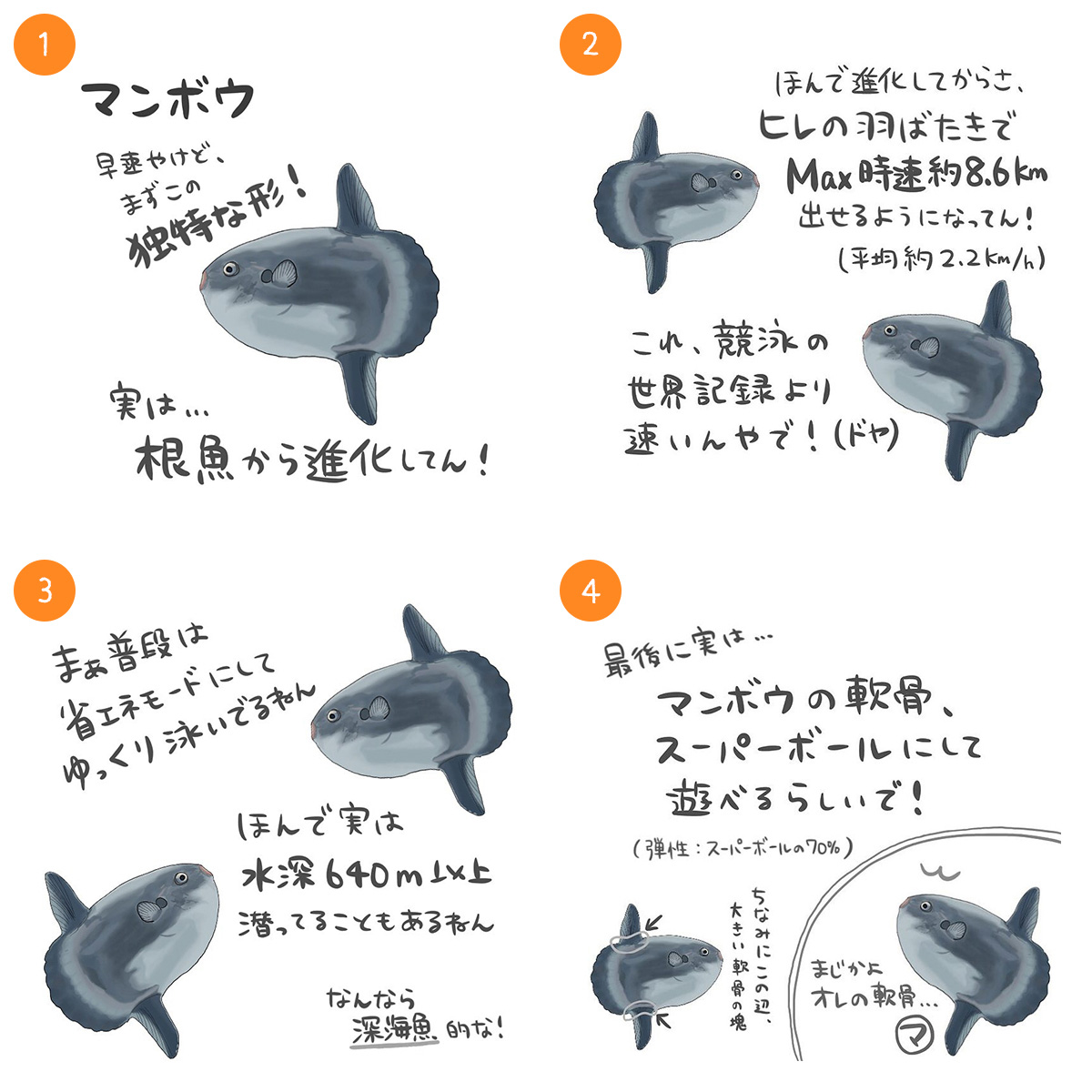 マンボウ