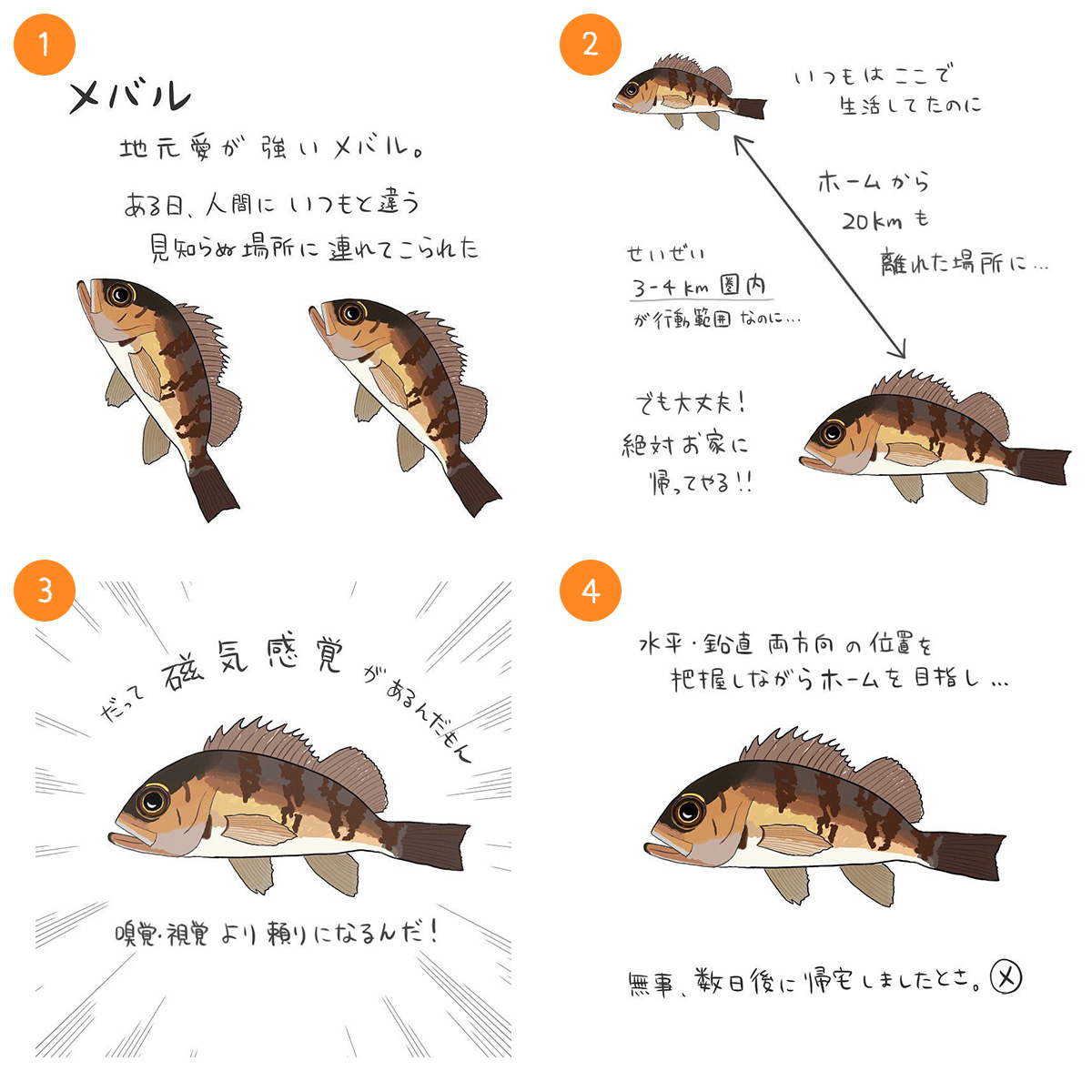 メバル