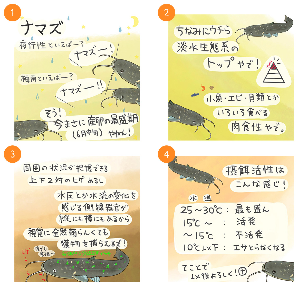 ナマズ