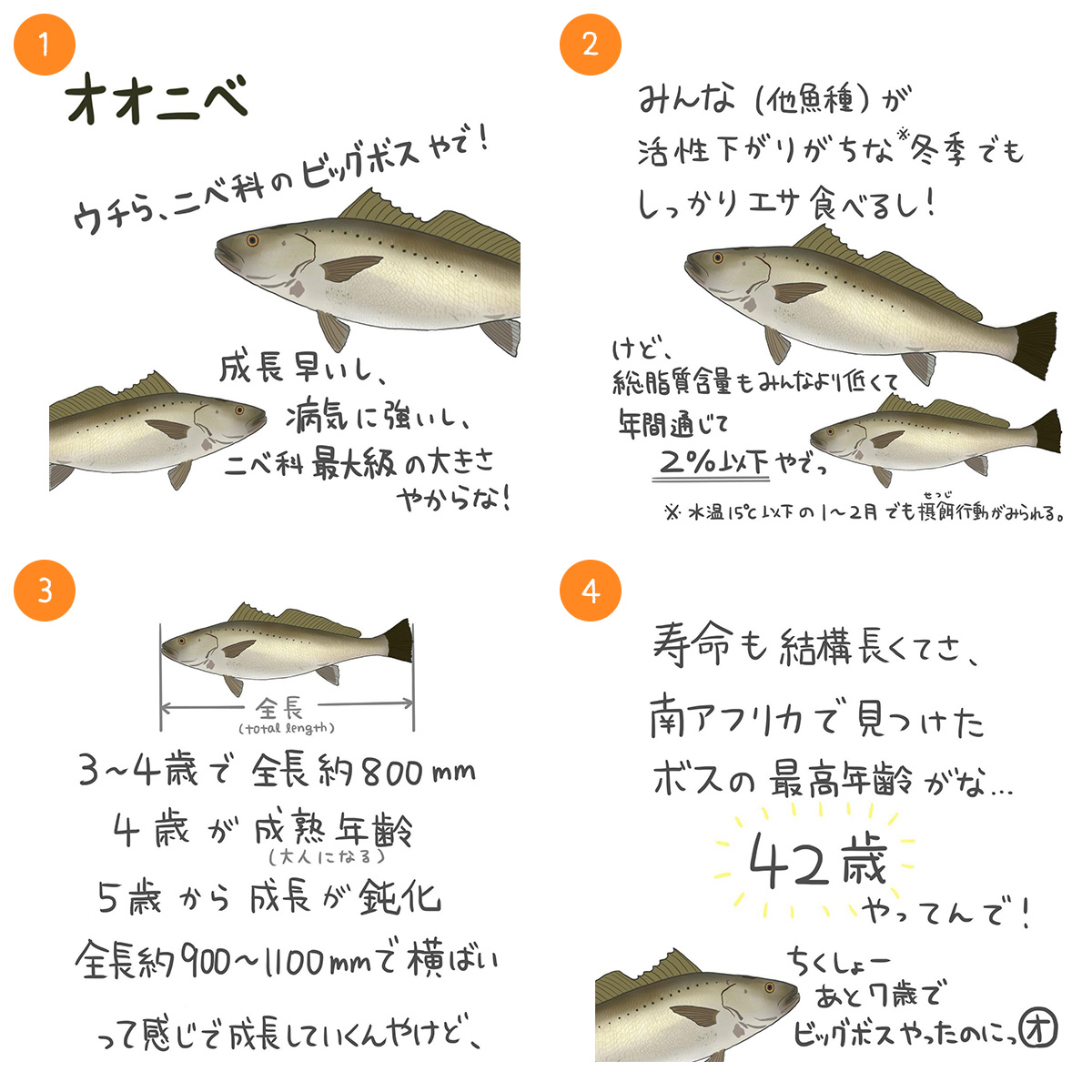 オオニベ