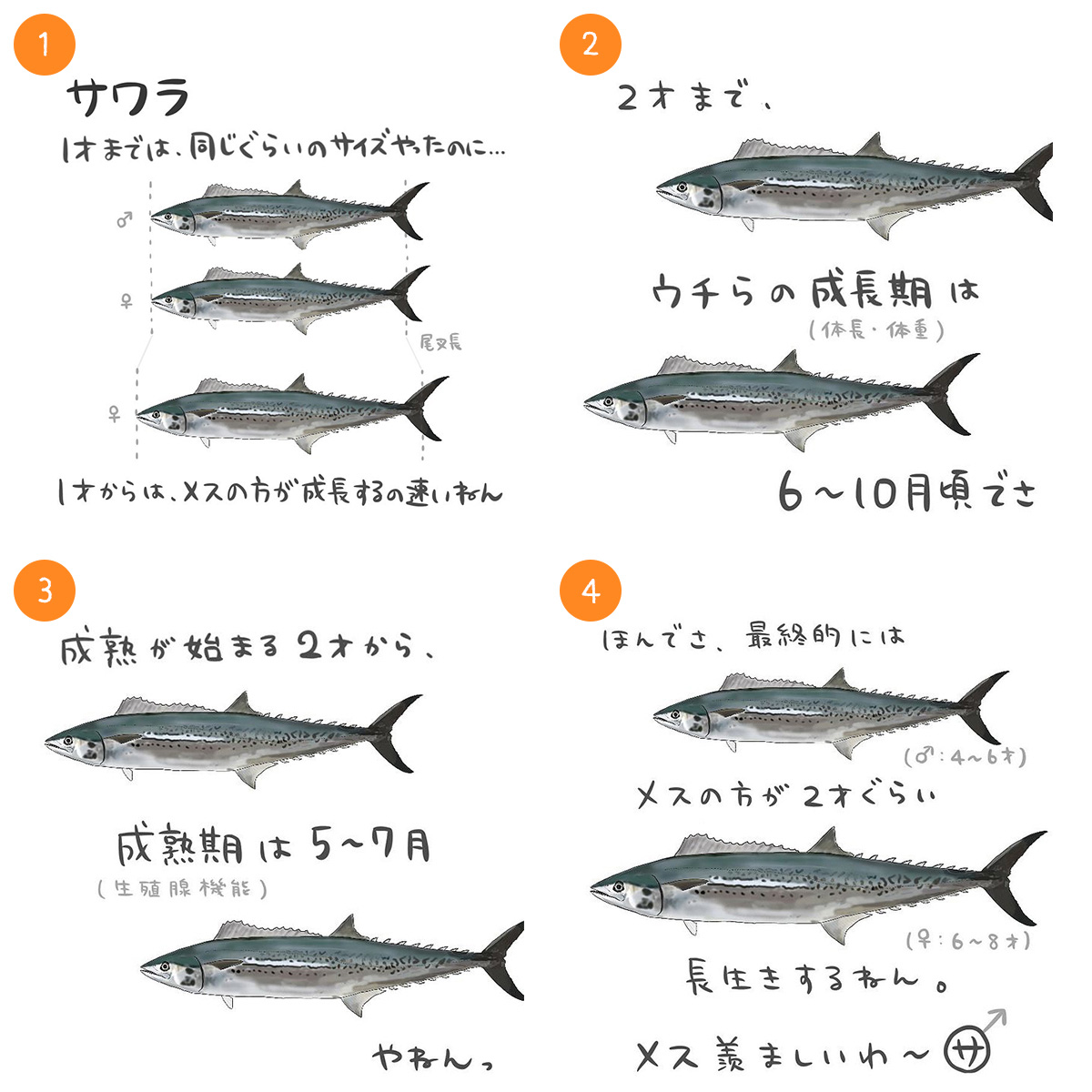 サワラ