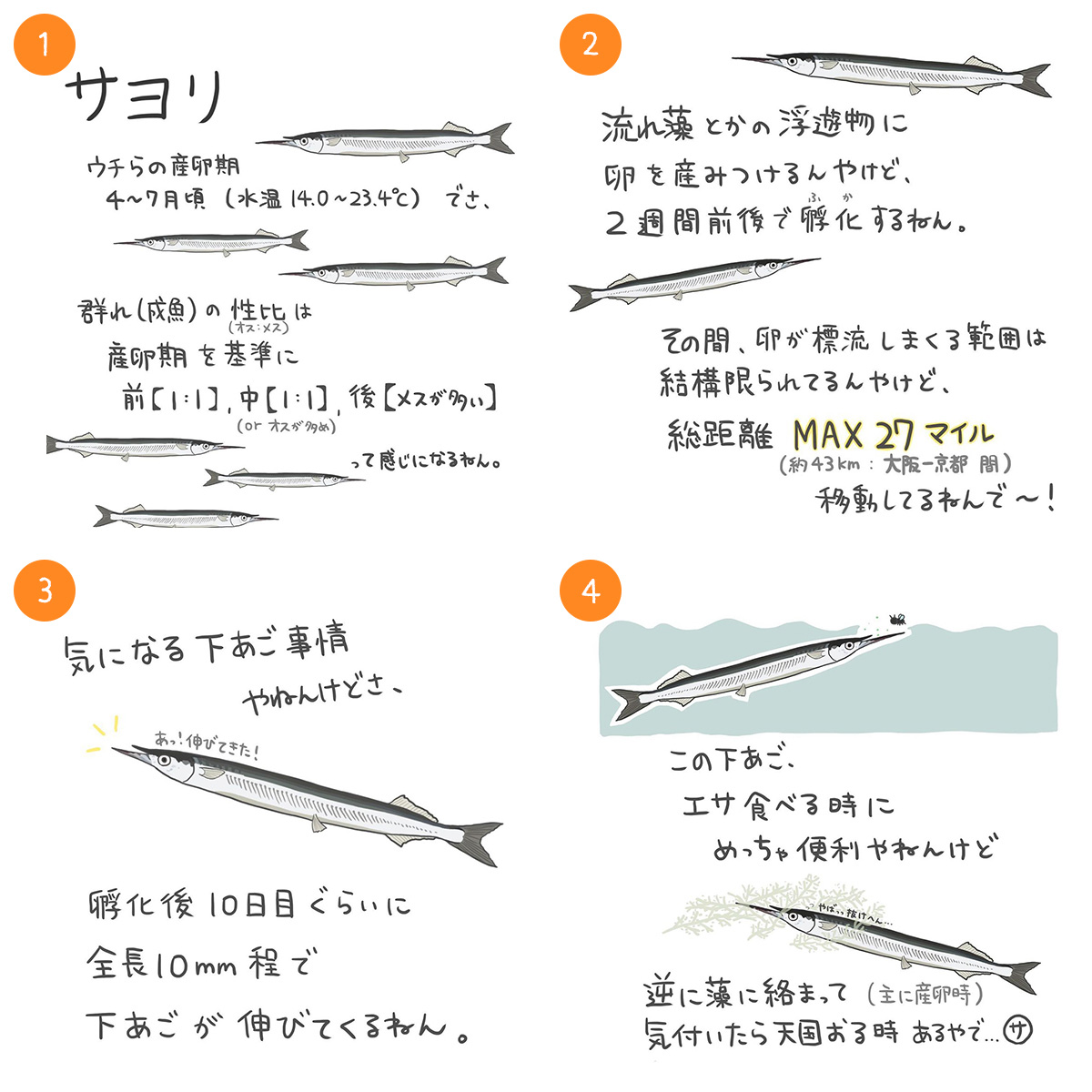 サヨリ