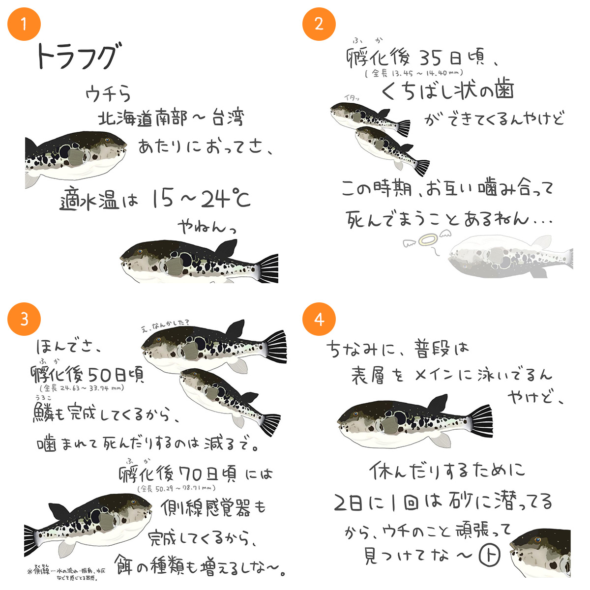 トラフグ