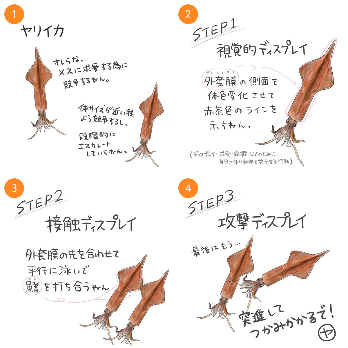 ヤリイカ