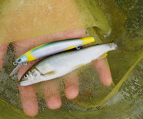 商品画像：送料込み DAIWA きぬ 鮎釣り 1