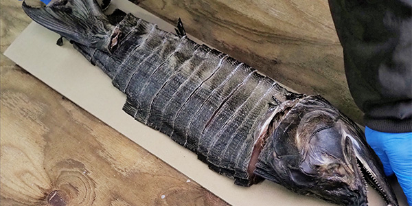 Vol.26b 川と釣りと鮭川と 後編