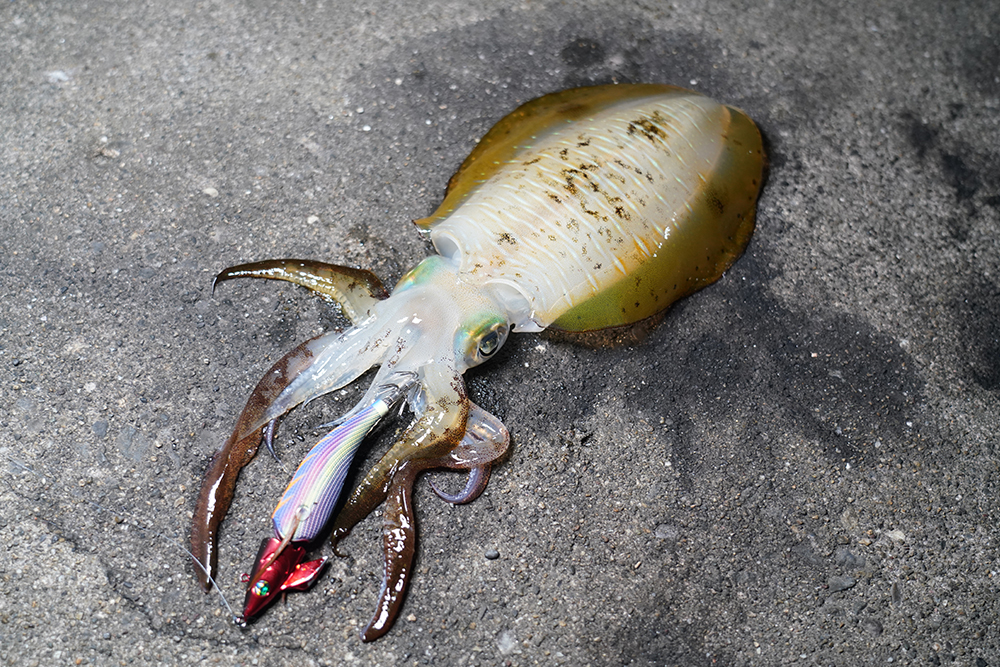 エメラルダス アモラスジョイント