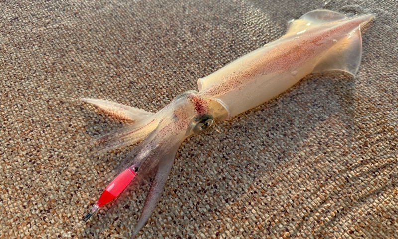 画像:イカメタルゲーム