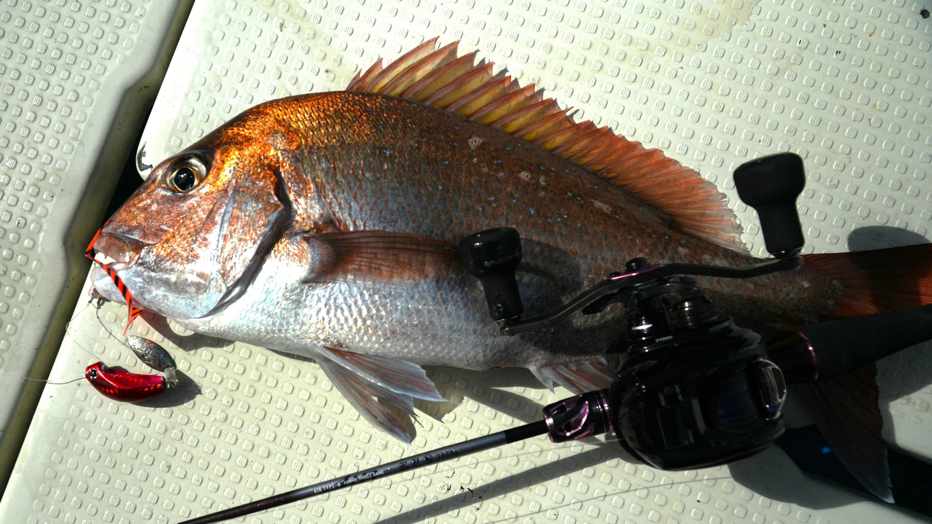 真鯛の釣果写真