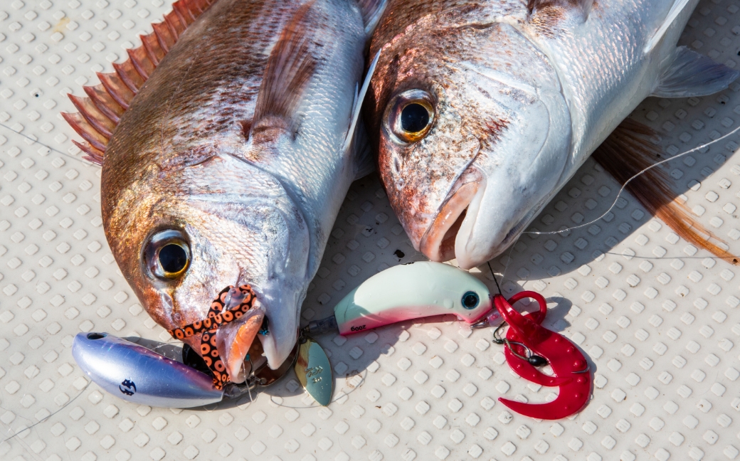 真鯛の釣果写真