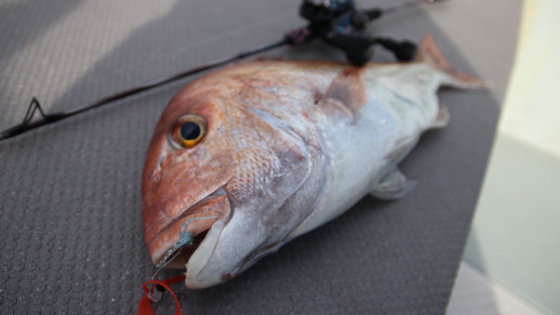 真鯛の釣果写真