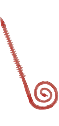 紅牙 中井蟲CURLY 7