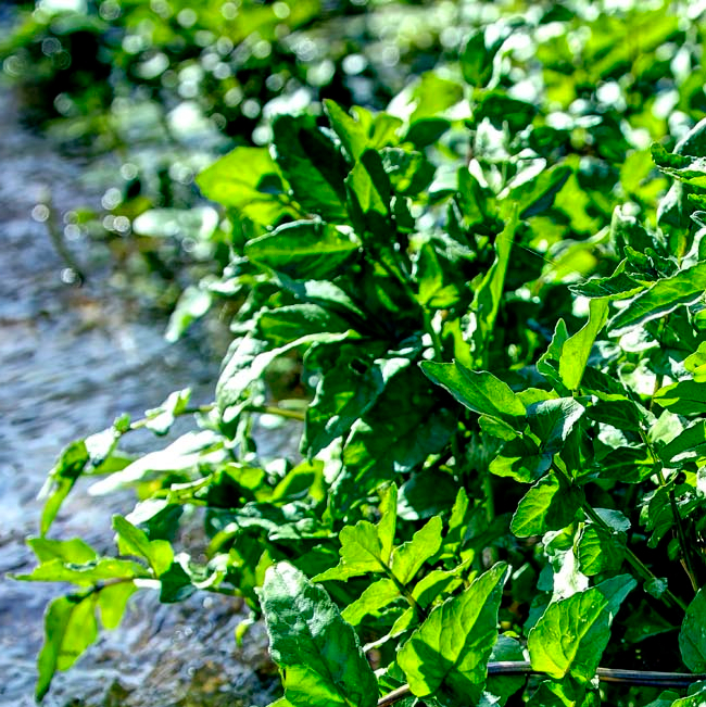 Daiwa Be Earth Friendly Web Site