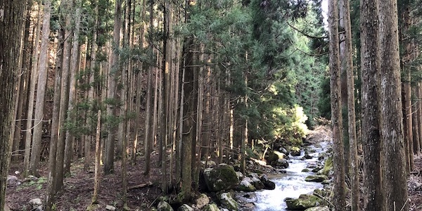 源流の町で林業家が挑む小さな林業 (鳥取県千代川源流)