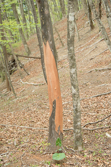 Daiwa Be Earth Friendly Web Site