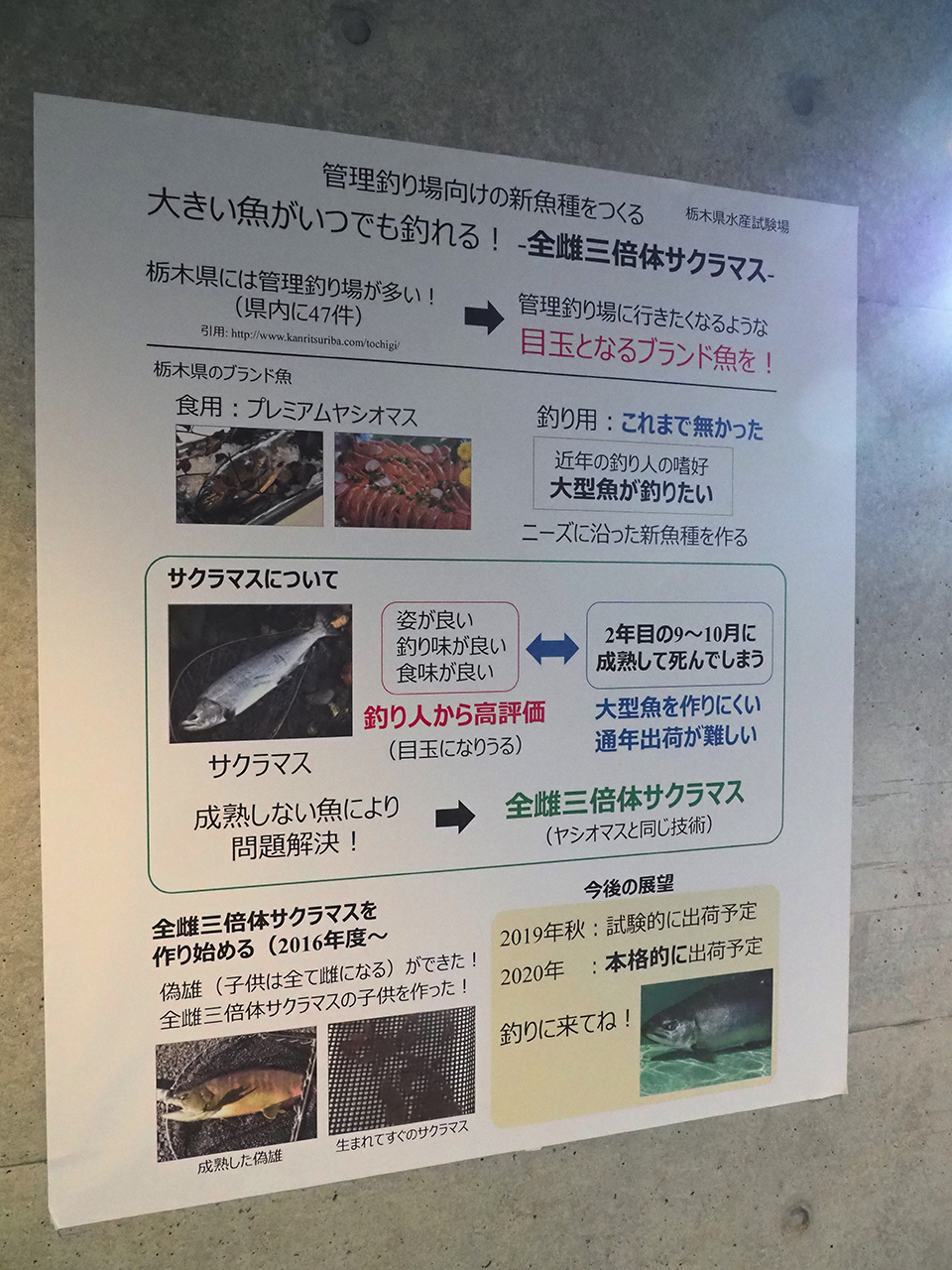 Daiwa 川と釣りと Web Site
