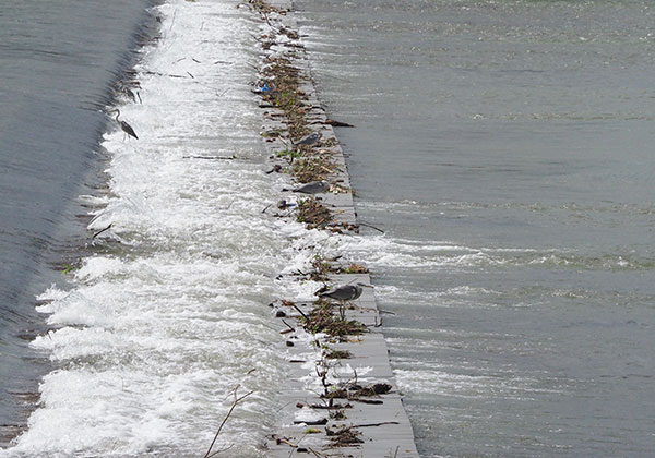 Daiwa 川と釣りと Web Site Daiwa 川と釣りと Web Site