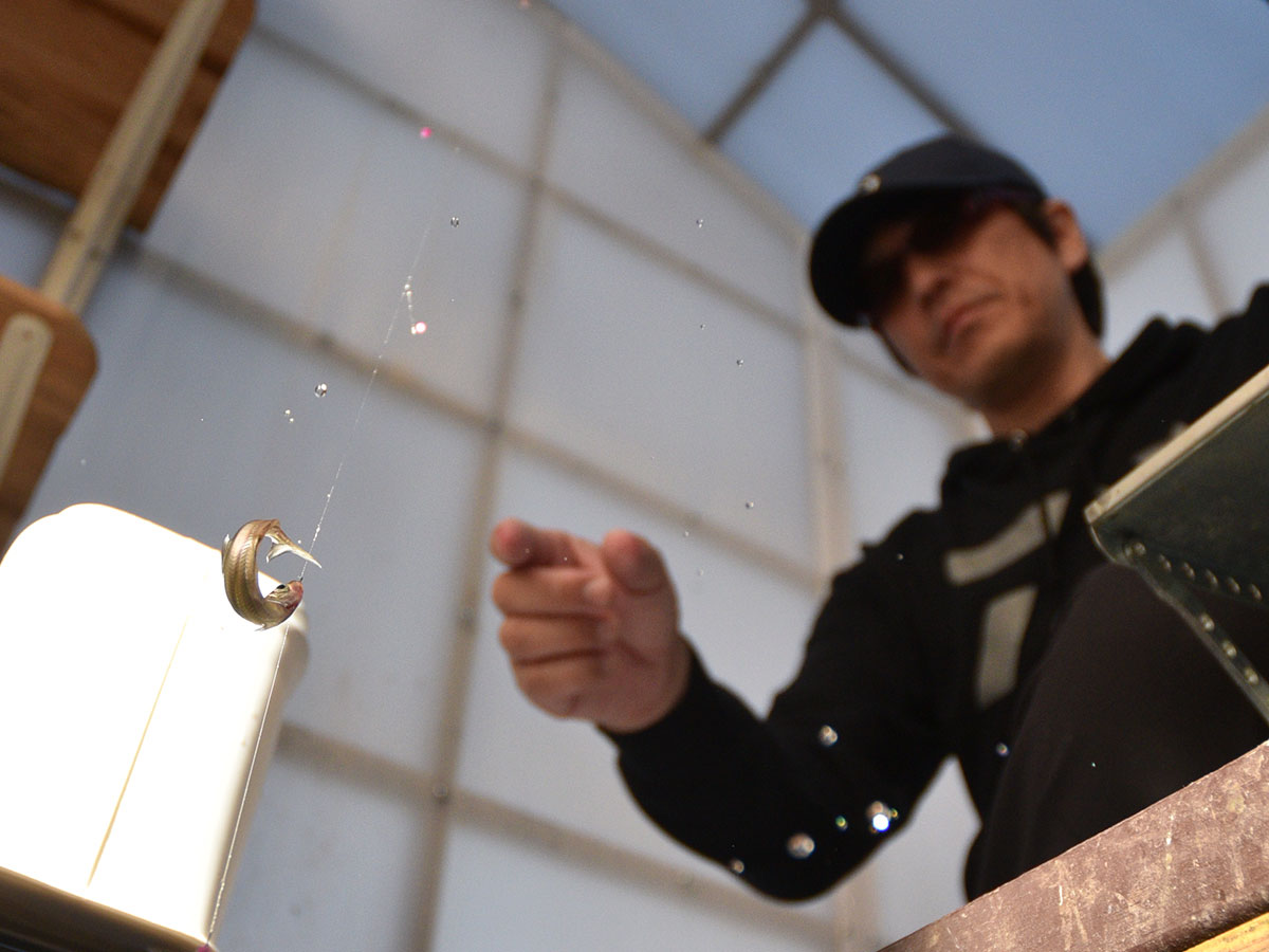Daiwa スキルアップ 桧原湖ワカサギ Web Site