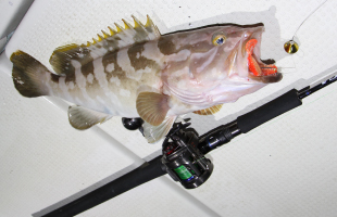 Daiwa Hrf Kjカーリー Web Site