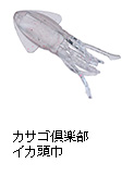 カサゴ倶楽部イカ頭巾