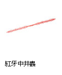 紅牙 中井蟲
