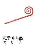 紅牙 中井蟲CURLY 7