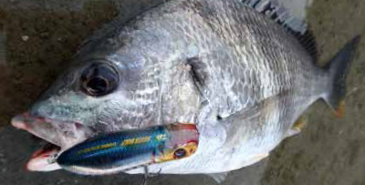 Daiwa シルバーウルフ チニングスカウター 60f Web Site Daiwa シルバーウルフ チニングスカウター 60f Web Site