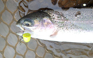 Daiwa 鱒もろこし Web Site Daiwa 鱒もろこし Web Site