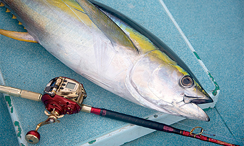 DAIWA : シーボーグ 600MJ - Web site