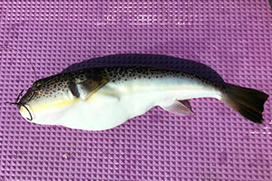 Daiwa カットウフグx Web Site Daiwa カットウフグx Web Site