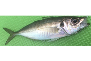 DAIWA ： ライトアジ X - Web site