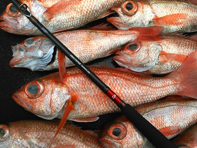 DAIWA : アナリスター アカムツ - Web site